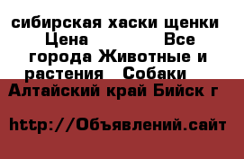 сибирская хаски щенки › Цена ­ 10 000 - Все города Животные и растения » Собаки   . Алтайский край,Бийск г.